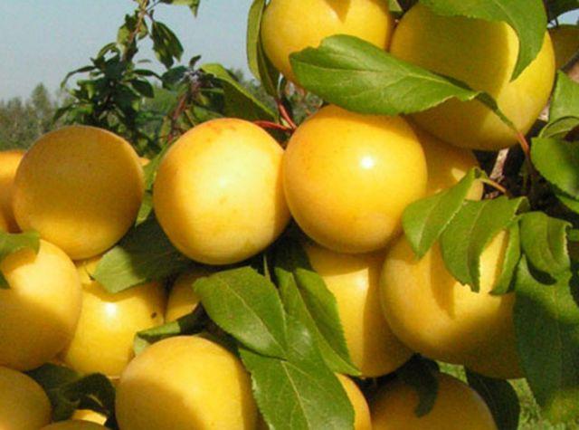 พลัมเชอร์รี่ผลใหญ่