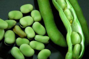 การปลูกและดูแลถั่วในพื้นที่โล่ง กฎการปลูกและพันธุ์