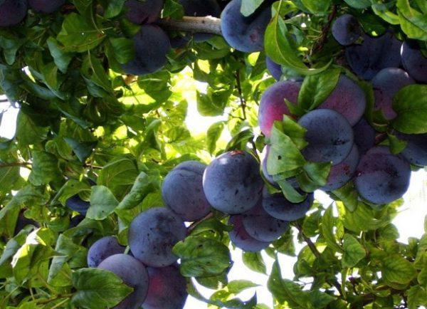 พันธุ์เชอร์รี่พลัม