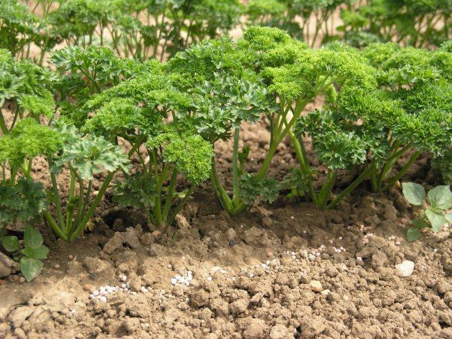 ผักชีฝรั่งในสวน