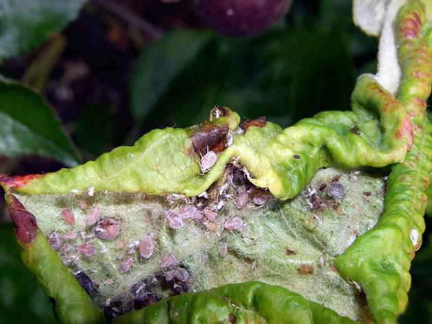 pucerons sur les pommiers