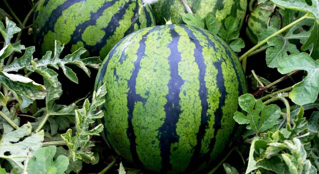 แตงโมที่กำลังเติบโต