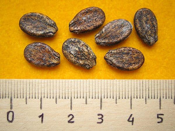 graines de pastèque