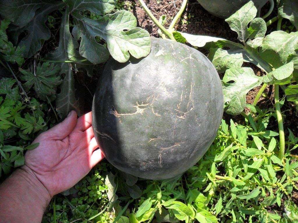 แตงโมชูก้าเบบี้