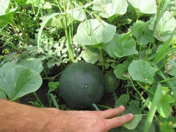 แตงโมที่กำลังเติบโต