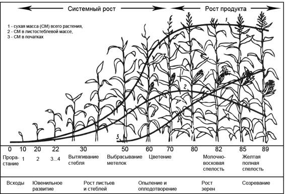 การเจริญเติบโตของข้าวโพด
