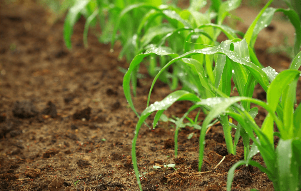 การปลูกพืชผล