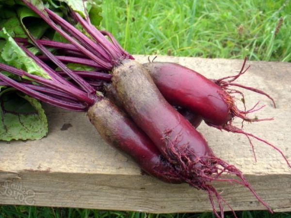 พันธุ์อาตามัน