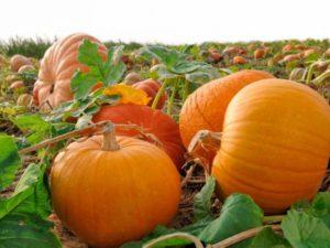 การปลูกและดูแลฟักทองในพื้นที่โล่ง กฎการปลูกเพื่อการเก็บเกี่ยวที่ดี