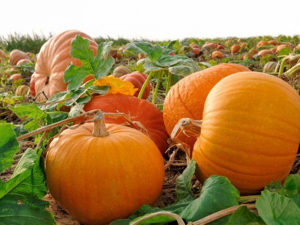 ฟักทองที่กำลังเติบโต