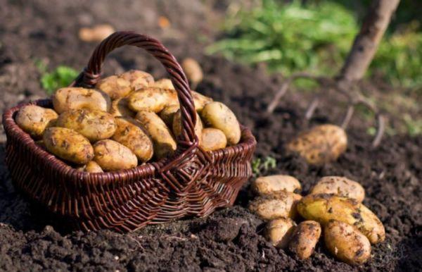 เก็บเกี่ยว