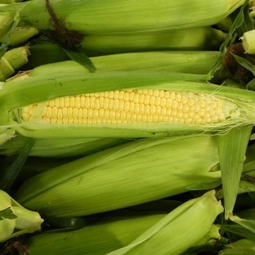 การปลูกข้าวโพด