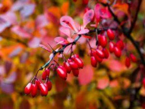 ควรตัดแต่งต้นบาร์เบอร์รี่เมื่อไรและอย่างไรสำหรับผู้เริ่มต้น