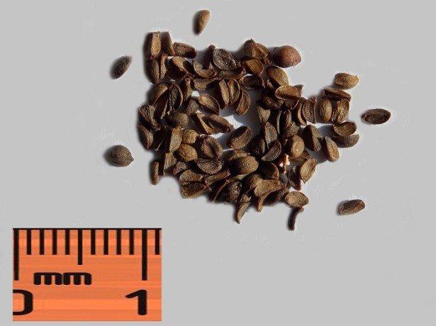 propagation par graines