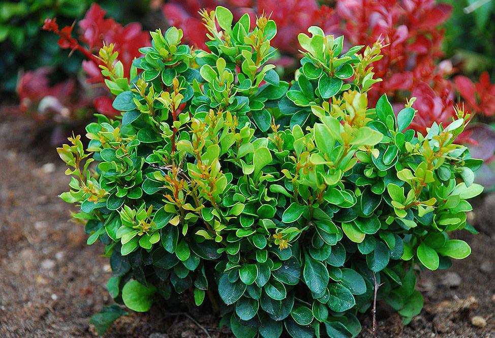 การดูแลต้นเบอร์รี