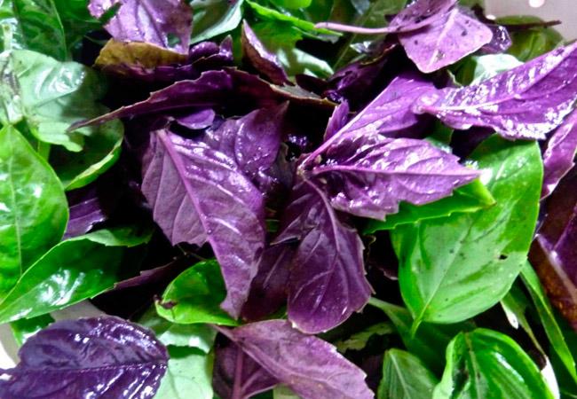 สรรพคุณของโหระพา