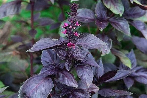 โหระพาดอกคอร์นฟลาวเวอร์