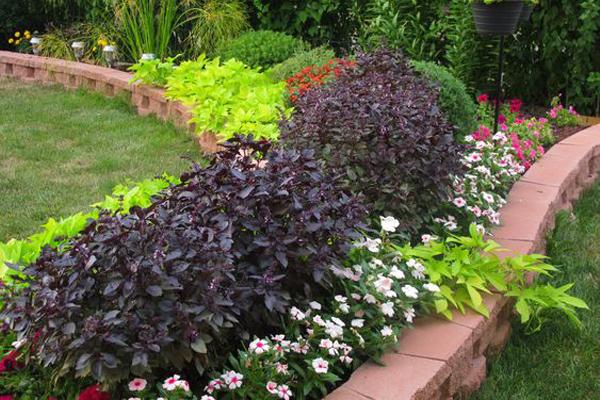 โหระพาในสวน