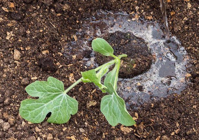 การให้อาหารบักชี