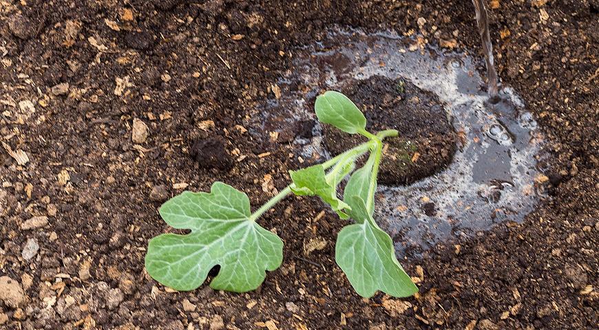 การรดน้ำแตงโม