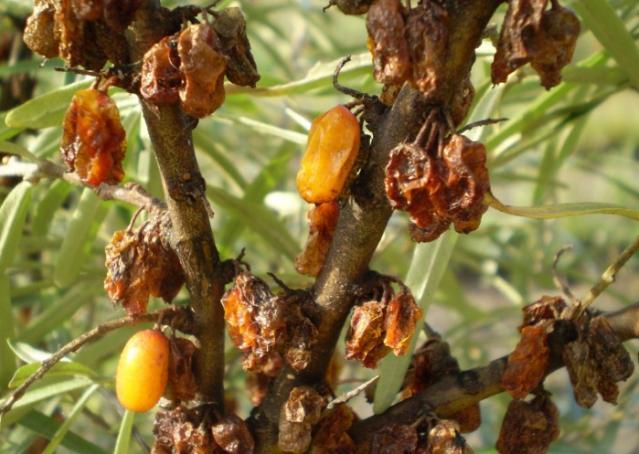 maladie de l'argousier