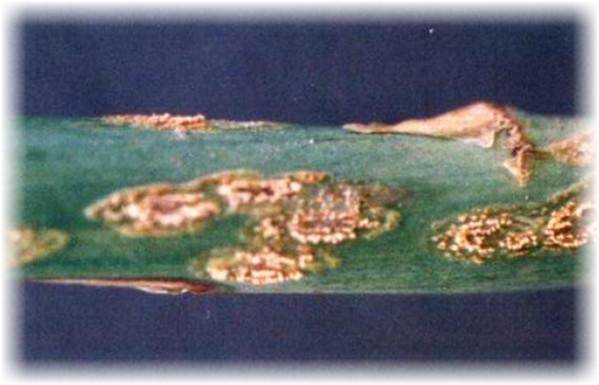 สนิมบนหน่อไม้ฝรั่ง