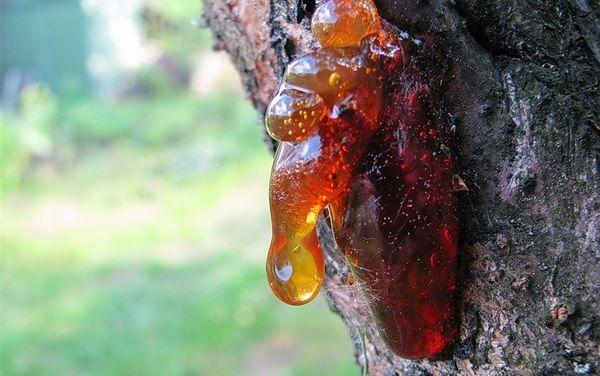 เห็ดวัลซ่า