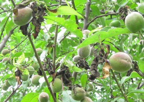 โมเสกริบบิ้น