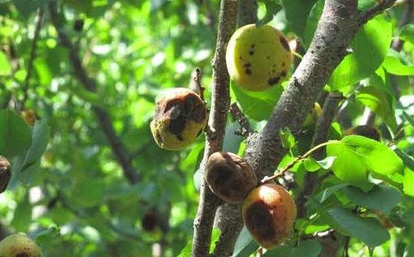 แผลไหม้ที่โมนิเลียม