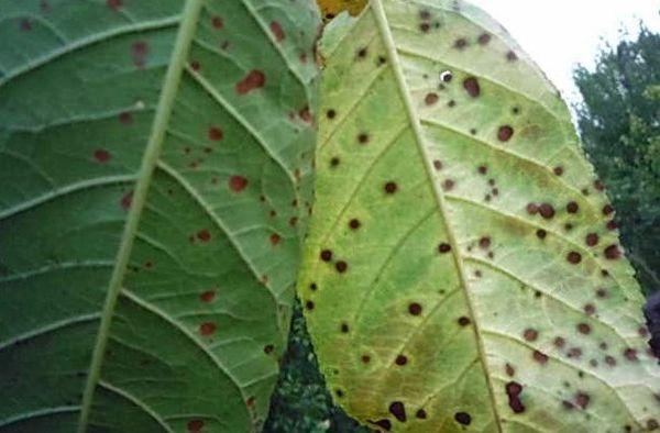 โรคโคโคไมโคซิสของแอปริคอต