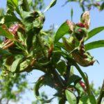 ความเสียหายของใบ