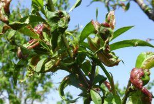 สาเหตุและการรักษาโรคแอปริคอต สิ่งที่ต้องทำ และวิธีกำจัดศัตรูพืช