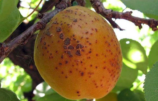 จุดแบคทีเรีย