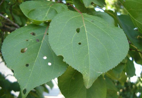 จุดที่มีรูพรุน