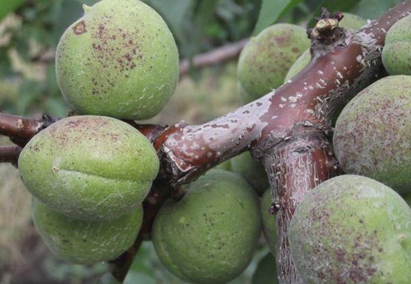 ผลไม้เน่า