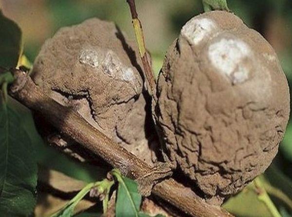 โรคแอปริคอต