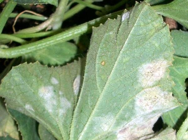 โรคราแป้ง