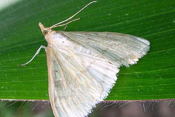 ศัตรูพืชข้าวโพด