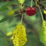 ใบเหลือง