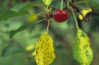 ใบเหลือง