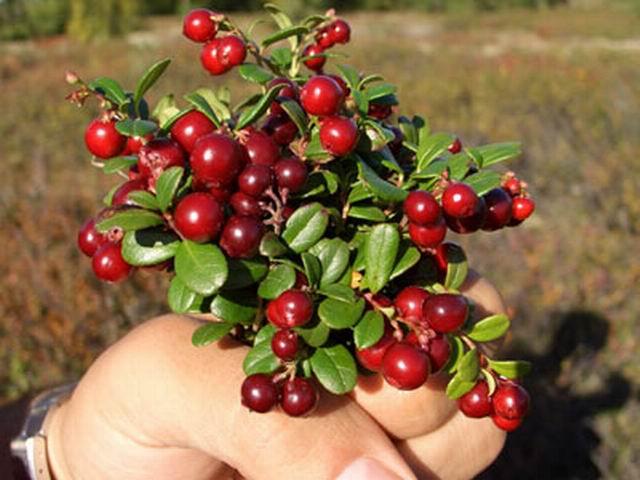 ประโยชน์ของลิงกอนเบอร์รี่