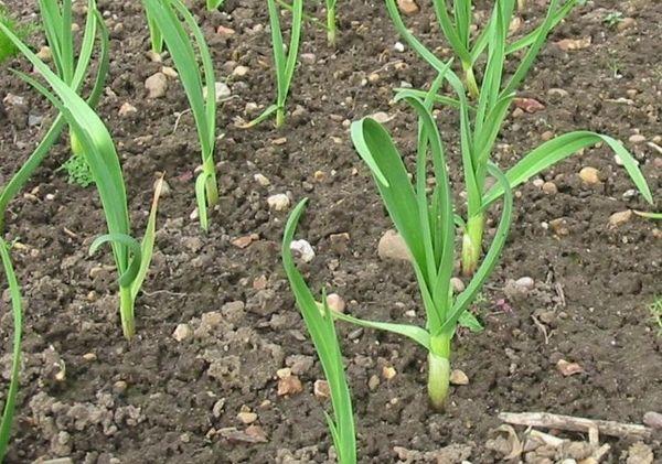 แปลงกระเทียม