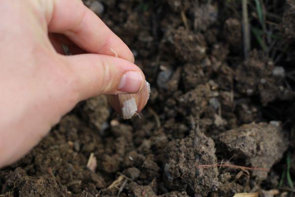 การปลูกกระเทียม