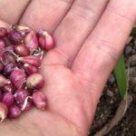 กระเทียมในฝ่ามือของคุณ