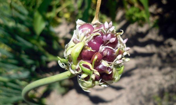 เมล็ดกระเทียม