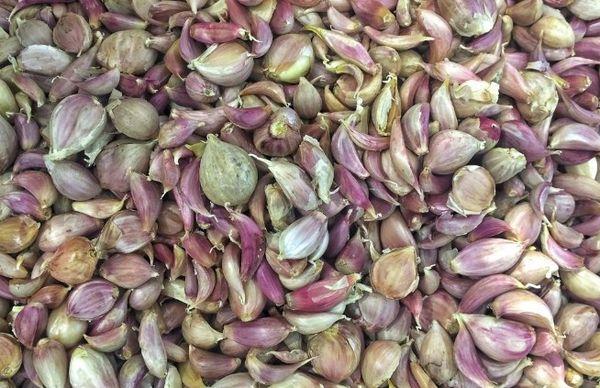 กระเทียมสำหรับปลูก