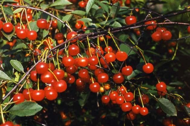 เชอร์รี่สุก