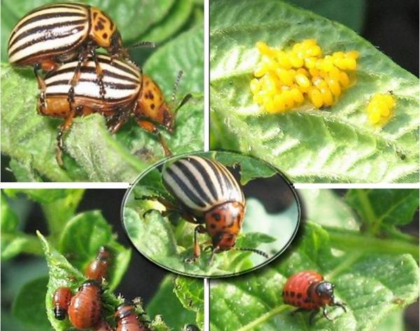 แมลงบนมันฝรั่ง