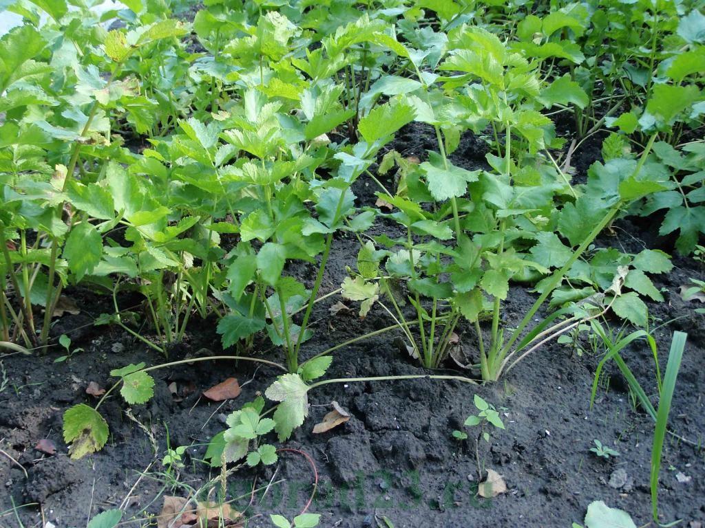 การปลูกพาร์สนิป