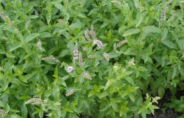 เพนนีรอยัล